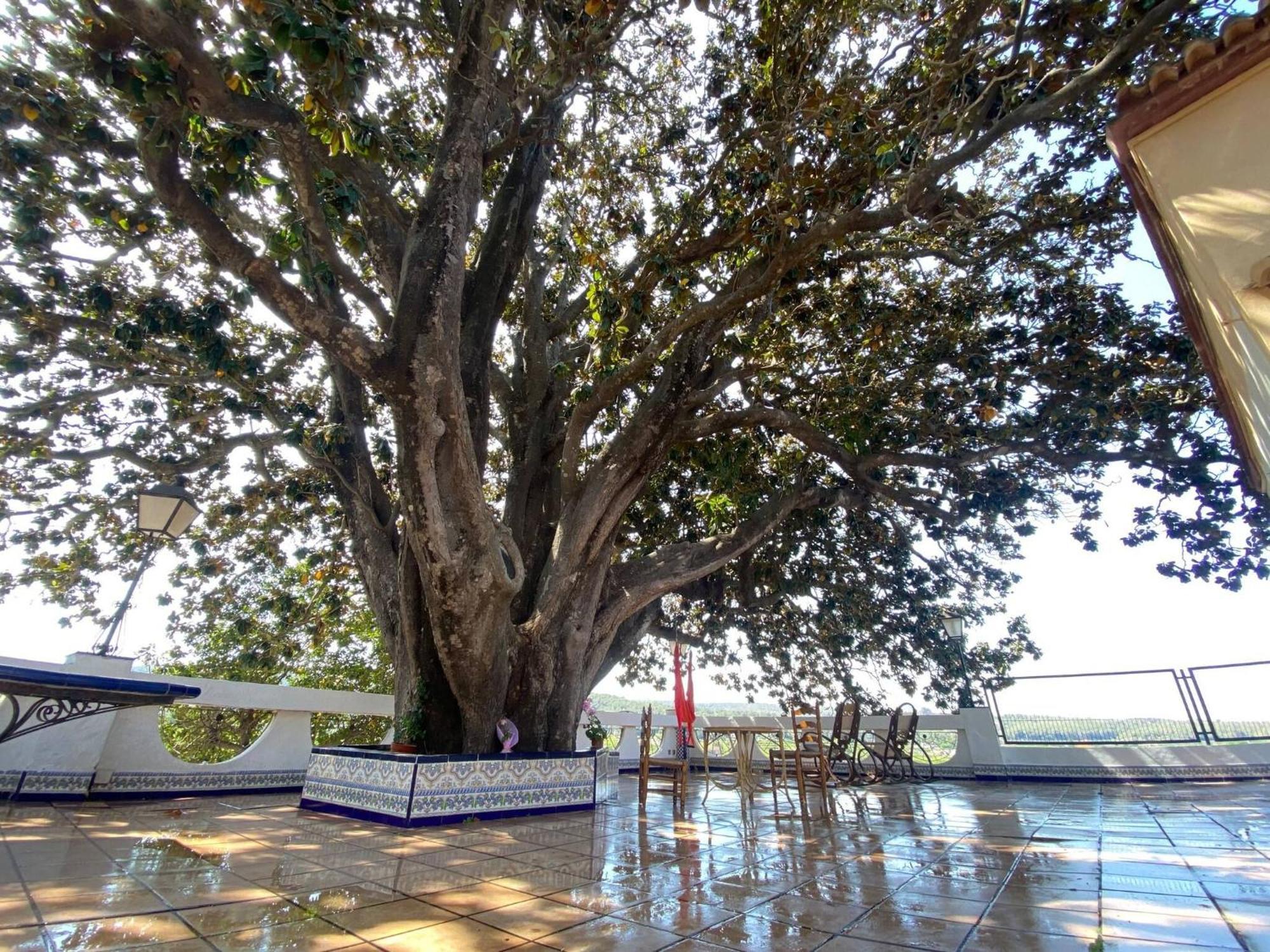 Casa Magnolia, A Rural Paradise House With Pool อัลซีรา ภายนอก รูปภาพ