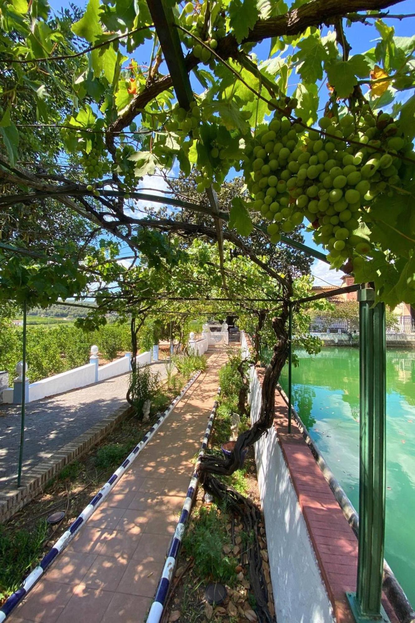 Casa Magnolia, A Rural Paradise House With Pool อัลซีรา ภายนอก รูปภาพ